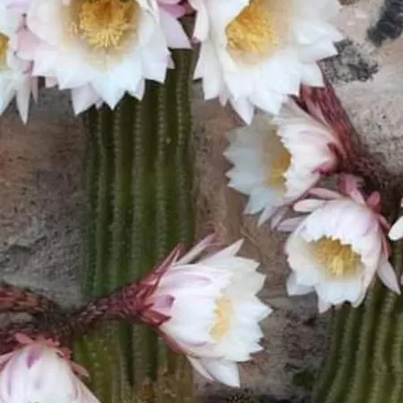 Апартаменты Alberto